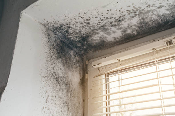 Affordable Commercial Mold Remediation solutions in Franklin Lakes, NJ